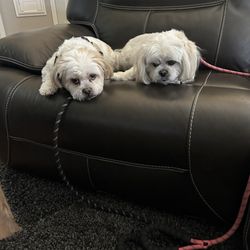 Homeward Bound Veterinary Services - Patiently waiting... lol..