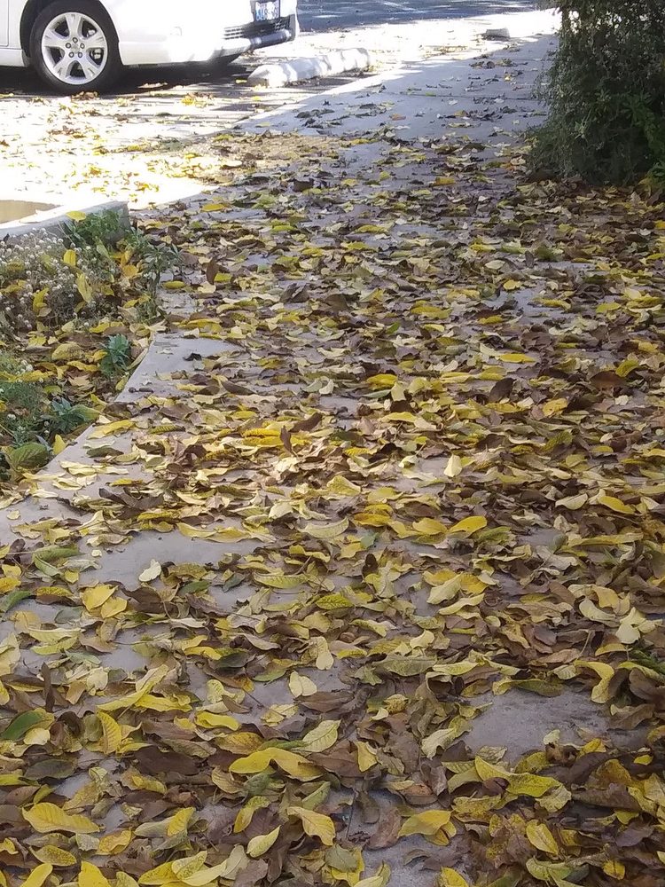 WALNUT VILLAGE APARTMENTS Updated May 2024 1240 N Pine St, Ukiah