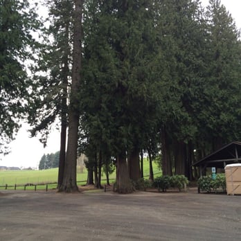 Hazel Dell Park - Trees and west side from parking lot - Parks Near Me - Vancouver, Washington