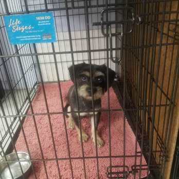 Kim's Passion For Paws - Pet Groomers Near Me - Las Vegas, Nevada