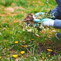 Anthony & Family Lawn Care Service