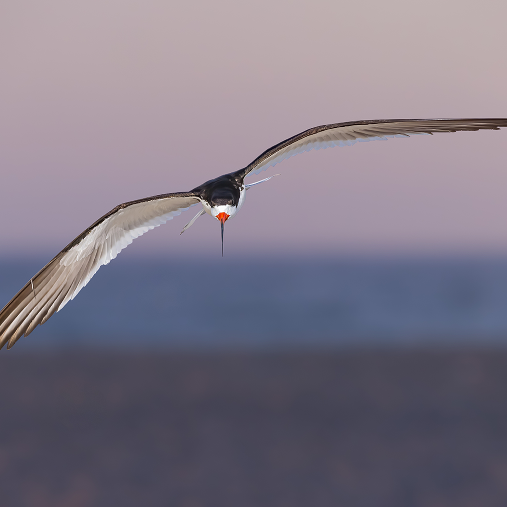 Black Skimmer flying at sunset | IG @moniquedao Black Skimmer flying at sunset | IG @moniquedao