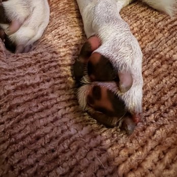 Top Notch Kennels - The raw nail before cleaning as he cried. - Pet Training Near Me - Modesto, California Top Notch Kennels - The raw nail before cleaning as he cried. - Pet Training Near Me - Modesto, California