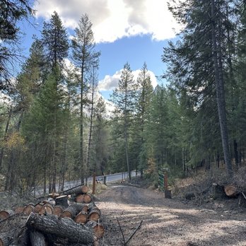 Tree Vision - Before and after photos. - Tree Services Near Me