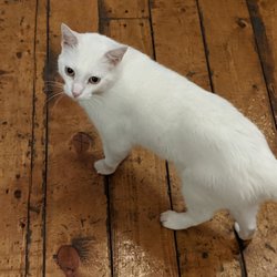Fort Smith Brewing Company - They got a cat!