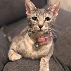 Rose Slauson Animal Hospital - Roxie