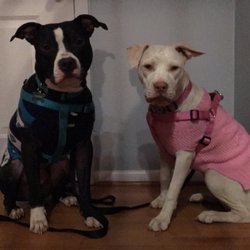 Bark Busters Home Dog Training Fredericksburg