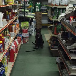 Proton Pawsitive Dog Training - Benson holds a sit-stay in the store.