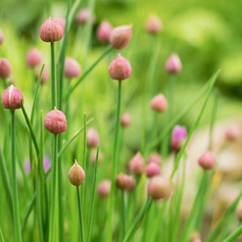 Culinary Gardens - Gardeners Near Me - Naperville, Illinois