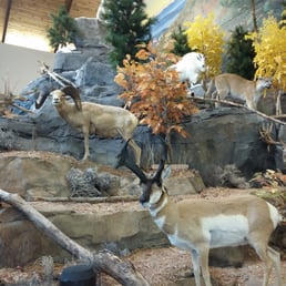 Mountain of taxidermy
