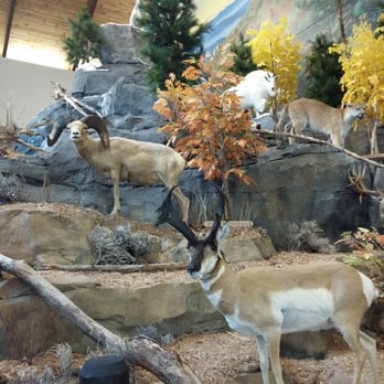 Cabela’s - Mountain of taxidermy - Guns & Ammo Near Me - Garner, North Carolina