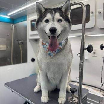 Sunset Grooming - Husky - Pet Groomers Near Me Sunset Grooming - Husky - Pet Groomers Near Me