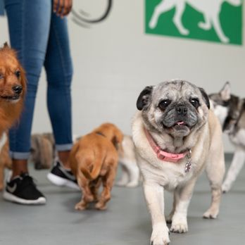 Wag Hotels - Lincoln Park - Your dogs are your family, that's why we treat them like ours! - Pet Groomers Near Me - Chicago, Illinois Wag Hotels - Lincoln Park - Your dogs are your family, that's why we treat them like ours! - Pet Groomers Near Me - Chicago, Illinois