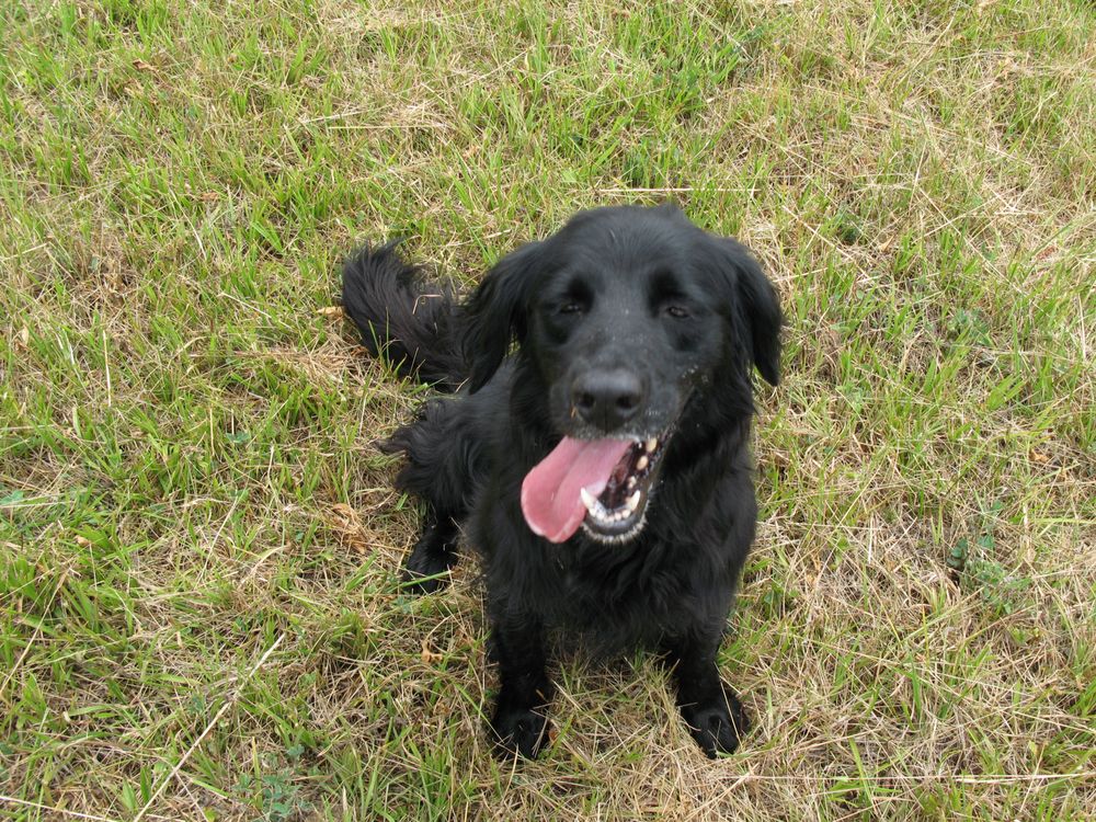 RAVENWOOD BOARDING KENNELS Updated August 2024 7602 Old