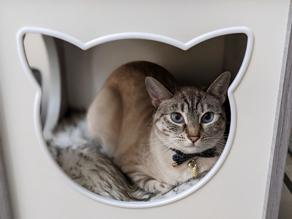 Nathan's Pet Sitting - pet boarding facility in San Jose, CA