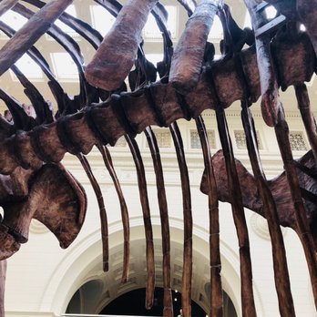 Field Museum - Museums Near Me - Chicago, Illinois Field Museum - Museums Near Me - Chicago, Illinois