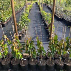 South Eden Edible Nursery