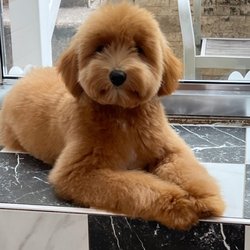 Puppy Tale Lodge
