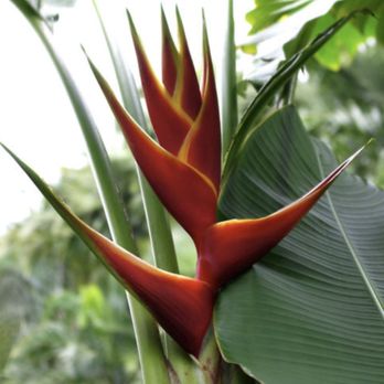 Aloha Tropicals - Nurseries & Gardening Near Me Aloha Tropicals - Nurseries & Gardening Near Me