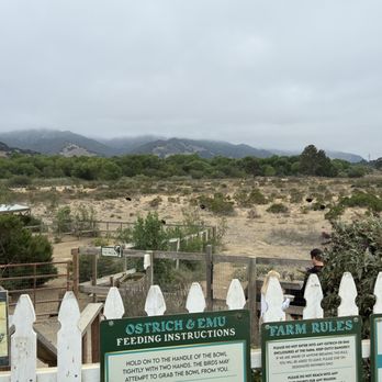 Ostrichland USA - Attraction Farms Near Me - Solvang, California Ostrichland USA - Attraction Farms Near Me - Solvang, California