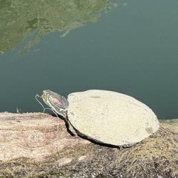 Turtle with fishing hook stuck in mouth Turtle with fishing hook stuck in mouth