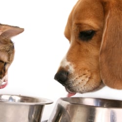 Motherearth's Petcare - Dog walking, Cat sits