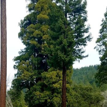 Grandfather Tree - A little closer... - Souvenir Shops Near Me - Piercy, California