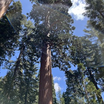 Grant Grove - Sequoia's - Hiking Near Me - Badger, California Grant Grove - Sequoia's - Hiking Near Me - Badger, California