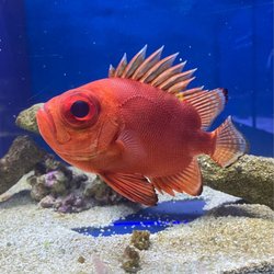 Aquarium Center - A BIGEYE (I'd say!) CATALUFA! :)