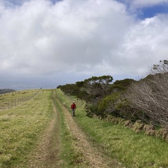 Koai'a Tree Sanctuary - The path, stream and gulch on the right - Hiking Near Me - Waimea, Hawaii