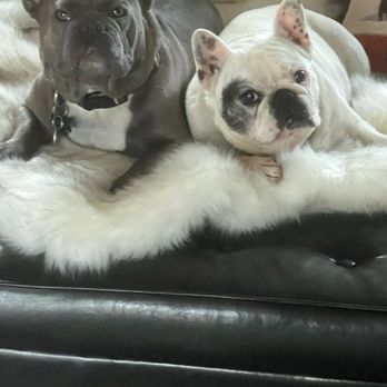 SoCal Dog Training - Pet Training Near Me - Newport Beach, California SoCal Dog Training - Pet Training Near Me - Newport Beach, California