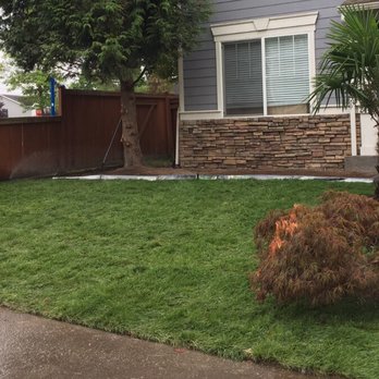 Choice Turf Inc - Super healthy green sods. - Artificial Turf Near Me - Snohomish, Washington Choice Turf Inc - Super healthy green sods. - Artificial Turf Near Me - Snohomish, Washington