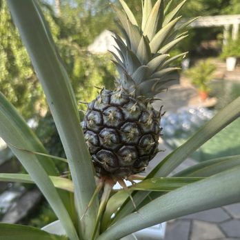 Daisy's Flower Shoppe - Got this awesome pineapple plant! - Nurseries & Gardening Near Me - Hauppauge, New York