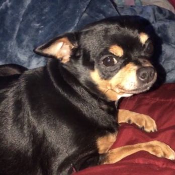 Myrtle Avenue Veterinary Hospital - Bella right now doing well and is very happy to be alive. - Veterinarians Near Me - Eureka, California Myrtle Avenue Veterinary Hospital - Bella right now doing well and is very happy to be alive. - Veterinarians Near Me - Eureka, California