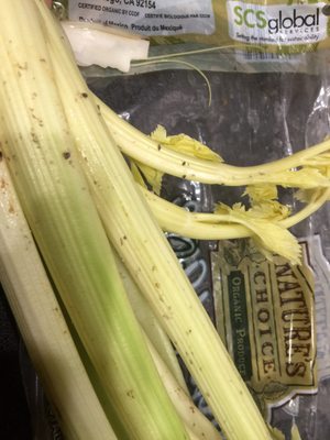 Northgate González Market by null