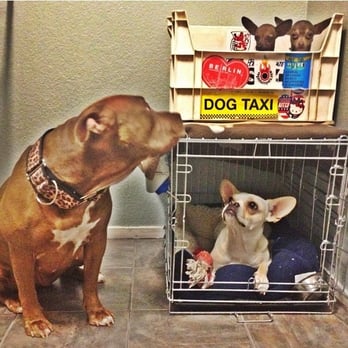 Sit Means Sit - Pet Training Near Me Sit Means Sit - Pet Training Near Me