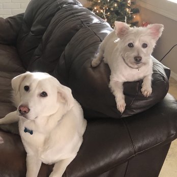 Romp - Pet Sitting Near Me - Scottsdale, Arizona