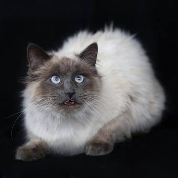 The Bond Between - Paddy - Animal Shelters Near Me - Minnetonka, Minnesota