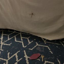 Ocean Park Inn Cape Cod - Large spider on the bed.