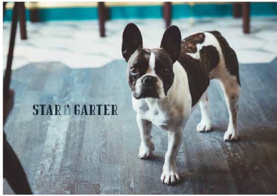 Star & Garter by null