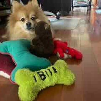Dr Park's Mobile Vet Services - Teddy Our Little Nipper - Veterinarians Near Me