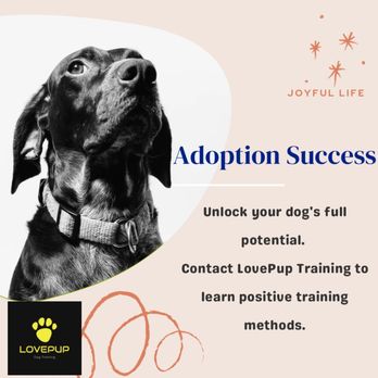 Lovepup Dog Training - Train your newly adopted dog to help your dog be successful in NYC. - Pet Training Near Me