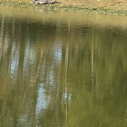 Taylors Creek Golf Course - Yep.... that's one of them