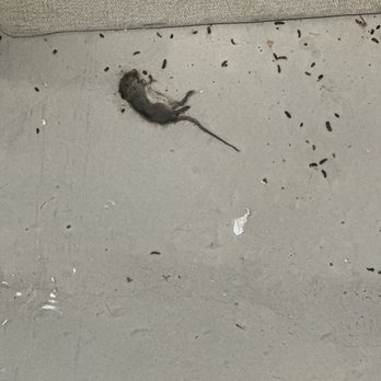 Go Store It Self Storage - Dead ray melted into concrete floor & gnats - Self Storage Near Me - Dallas, Texas