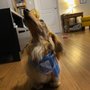 Photo of Marie's Pet Grooming