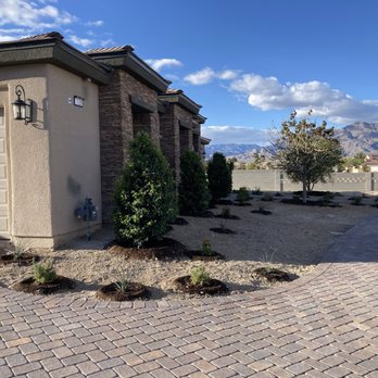 Moon Valley Nurseries - MVN crew planted large Wax Leaf Privet - Nurseries & Gardening Near Me - Las Vegas, Nevada Moon Valley Nurseries - MVN crew planted large Wax Leaf Privet - Nurseries & Gardening Near Me - Las Vegas, Nevada