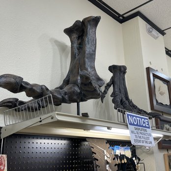 Prehistoric Fossils - Hobby Shops Near Me - Branson, Missouri