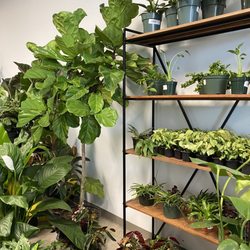 Botanical Safari