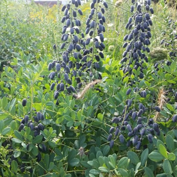 Holler Park - White Indigo with seed pods. - Parks Near Me - Milwaukee, Wisconsin Holler Park - White Indigo with seed pods. - Parks Near Me - Milwaukee, Wisconsin