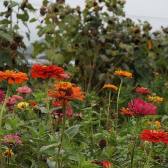 Bailey Family Farm - Pick Your Own Farms Near Me - Snohomish, Washington